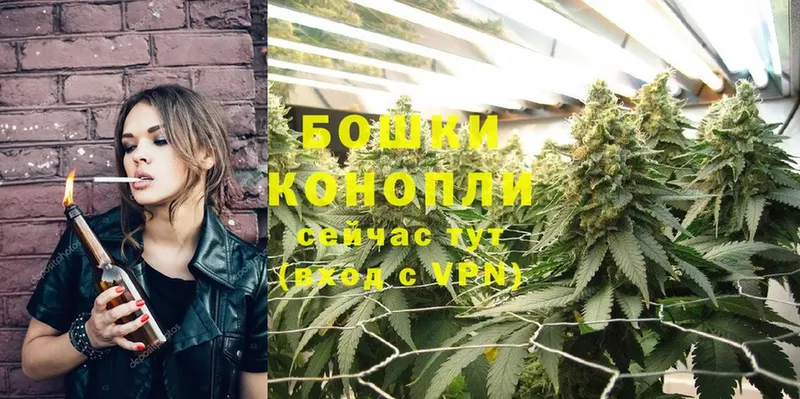 Бошки марихуана OG Kush  Белокуриха 